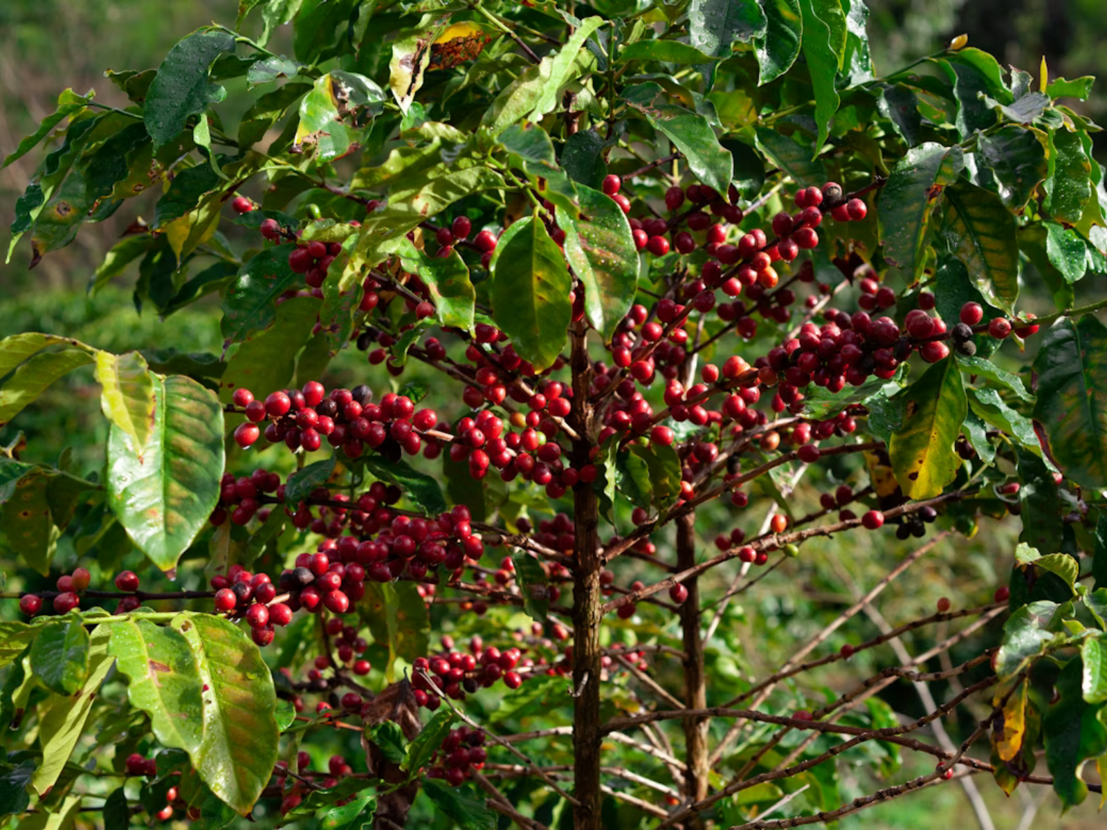 Mentalidade All In Coffee